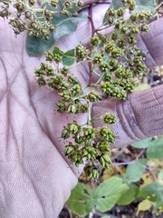 Spiraea alba latifolia