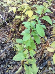Spiraea alba latifolia