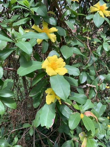 Hibbertia scandens (Willd.) Gilg