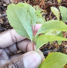 Spiraea alba latifolia