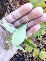 Spiraea alba latifolia