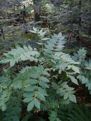 Sorbus decora