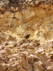 Monticola rupestris