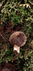 Lactarius costaricensis