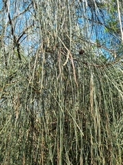 Allocasuarina verticillata