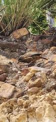 Monticola rupestris
