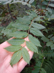 Sorbus decora