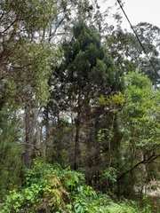 Callitris columellaris