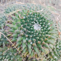 Mammillaria magnimamma