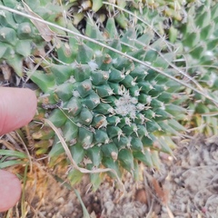 Mammillaria magnimamma
