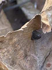 Macrodiplosis majalis