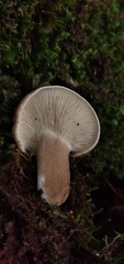 Lactarius costaricensis