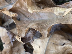 Macrodiplosis majalis