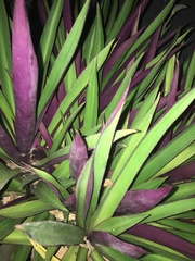 Tradescantia spathacea