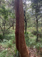 Angophora costata