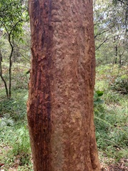 Angophora costata