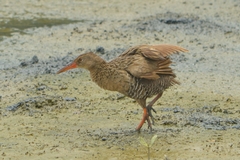 Rallus longirostris