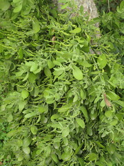 Phoradendron leucarpum