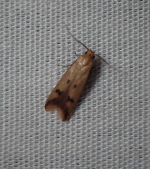 Tachystola hemisema
