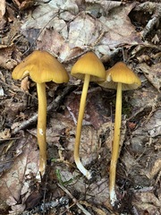 Entoloma luteum