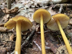 Entoloma luteum