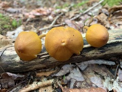 Entoloma luteum