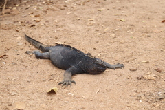 Amblyrhynchus cristatus hassi