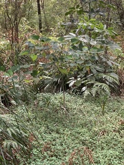 Homalanthus populifolius