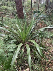 Doryanthes excelsa