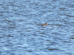 Aythya affinis