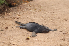 Amblyrhynchus cristatus hassi