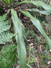 Doryanthes excelsa