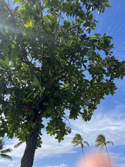 Calophyllum inophyllum