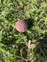 Calophyllum inophyllum