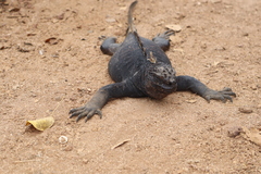 Amblyrhynchus cristatus hassi