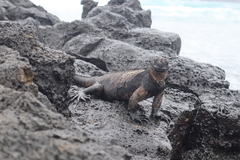 Amblyrhynchus cristatus hassi