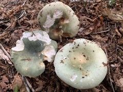 Russula cyanoxantha image