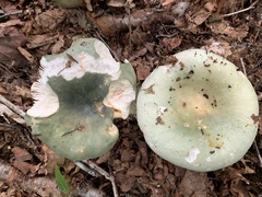 Media resource of Russula cyanoxantha