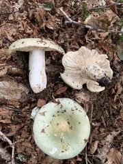 Russula cyanoxantha image