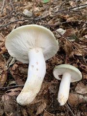 Russula cyanoxantha image