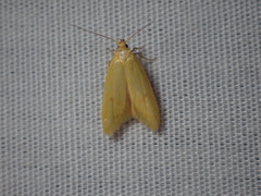 Aeolothapsa malacella