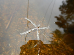 Utricularia radiata