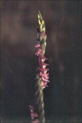 Spiranthes australis