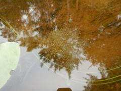 Utricularia purpurea