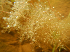 Utricularia purpurea