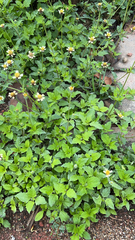 Tridax procumbens