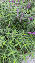 Salvia leucantha