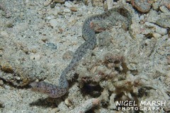 Gymnothorax richardsonii