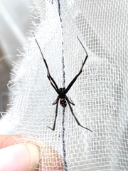 Latrodectus mactans