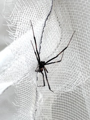 Latrodectus mactans
